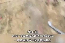 广东一养殖场70多条鳄鱼出逃？已抓回一部分……图片