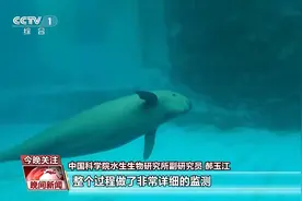 12个月妊娠期被首次完整记录 江豚宝宝茁壮成长中图片