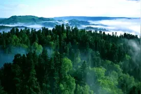 千里林海“烹”出百味鲜图片