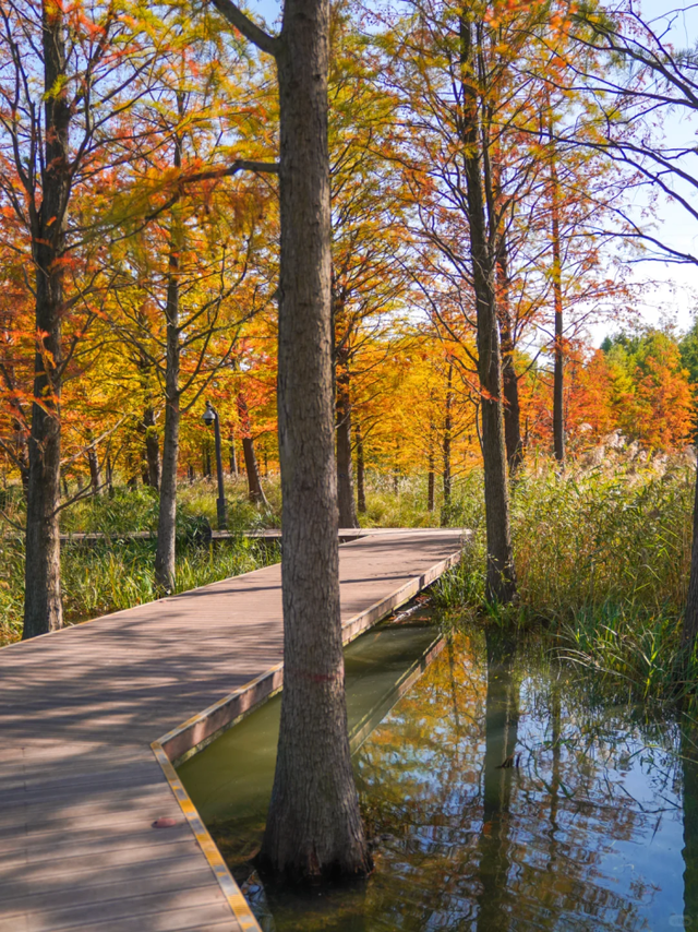 杉树红了！魔都藏着绝美水上森林→