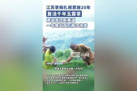 江苏父子接力复兴千年蒸青，恩施玉露年销8000万飘香世界图片