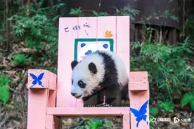 广府大熊猫“妹猪”迎半岁宴，保育员称它淘气是个“小辣椒”图片