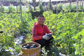 冬日惊喜！小南瓜成致富“金瓜瓜”图片