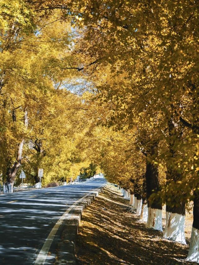 美上央视的秋景，这十条路线请你选！