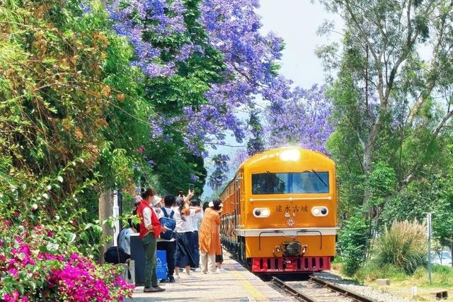 时速仅25公里！观光米轨小火车火了！