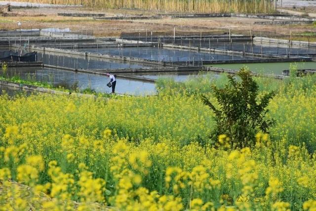 澜沧上允镇：春意渐浓 油菜花开赏花正当时
