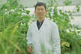 爱吃“油”的真菌和监控“磷”界点的植物，植物比人们想象的更聪明！图片