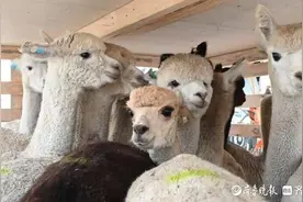 578只“神兽”从澳大利亚飞抵青岛！青岛机场护航2小时通关图片