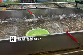 大量上市！价格下调，泉州将进入吃虾好时节图片