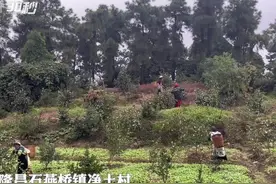30秒｜90元一斤？四川隆昌的茶油为何这么贵图片