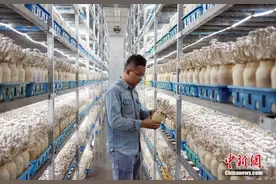 甘肃张掖戈壁滩珍稀菇类集中采集上市图片