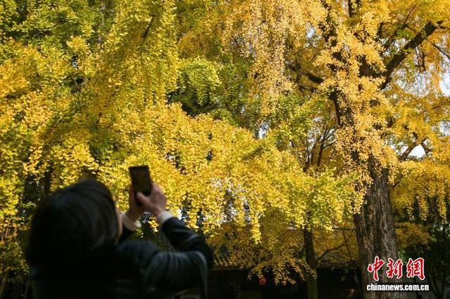 四川眉山：古祠金叶舞 诗意醉游人