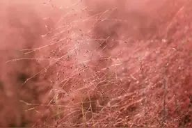 新晋网红粉黛乱子草开了，花期至11月！快来这些公园打卡图片