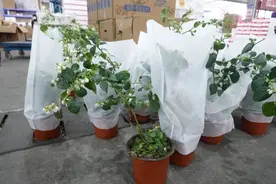 “蓝莓盆栽”火了！销量暴涨，老板：每天都能卖掉一整车图片