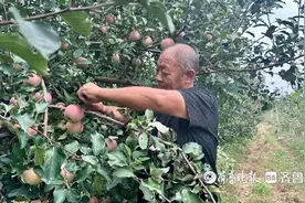 烟台苹果的“野生”试验图片