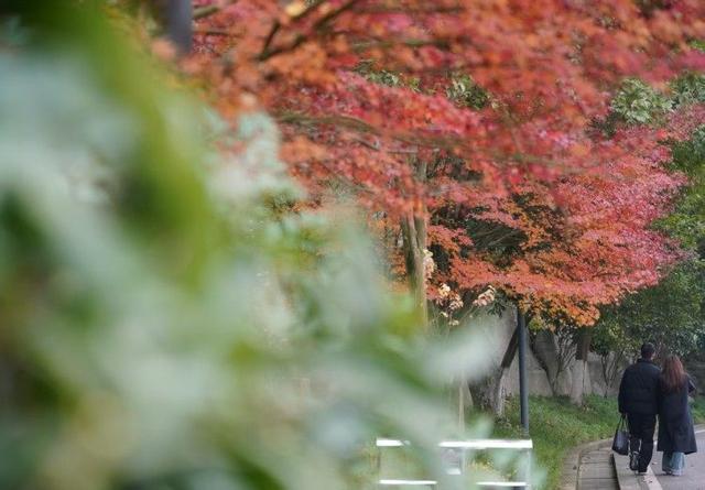 初冬出片“顶流”红了！到重庆园博园邂逅别样“枫”景