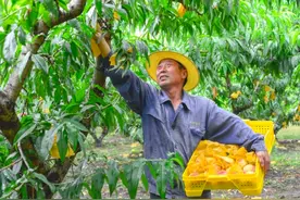 无锡阳山水蜜桃喜获丰收，品质卓越，市场前景广阔图片