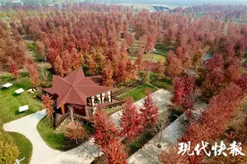 “枫”景正好，江苏邳州万亩红枫林迎来观赏季图片