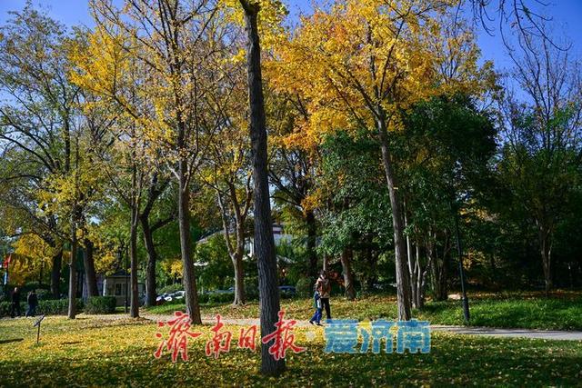 大明湖畔成“会客厅” 亲子互动游客打卡同绘温暖画卷