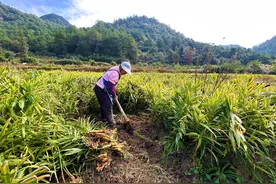 【奋进惠水·笃力前行】在关键处落子！事关“三农”工作，惠水这样干！图片