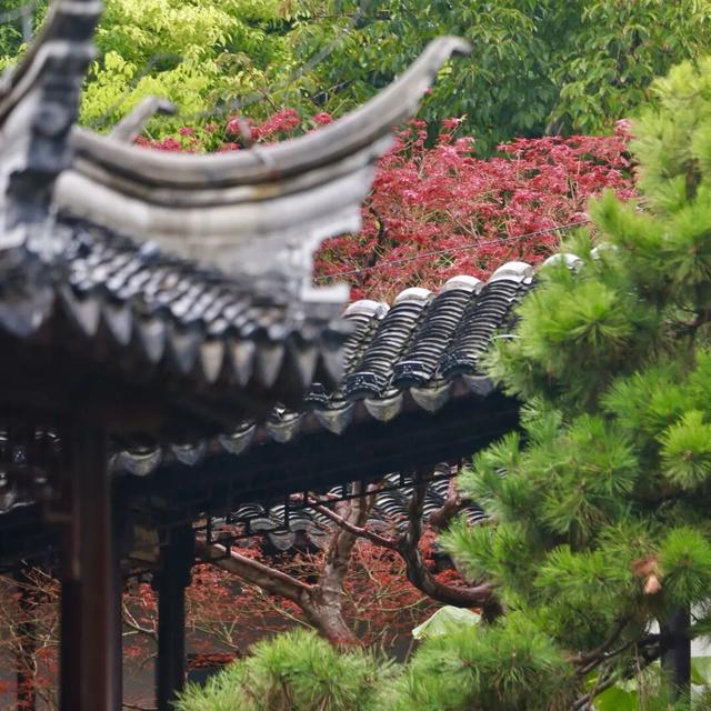 萌度“爆表”！洪堡企鹅最爱的瞻园秋景都在这里→