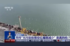 网传“光污染致雅安红嘴鸥减少”？真相是……图片