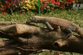 广州长隆科莫多巨蜥幼崽首次亮相图片