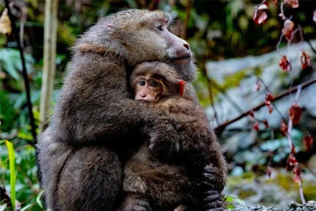 不上班，就上山！