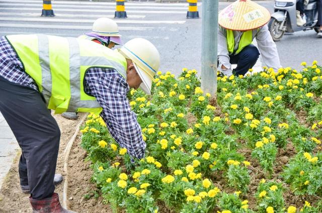 楚文化节即将盛大启幕！荆州绿化提“颜”增“质”