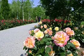 2600多株月季开成花海！快来副中心赏花游园！免费玩~图片