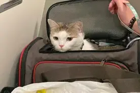 一个座位超千元，你愿意带宠物一起坐飞机吗？图片