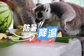 换“防晒毛”，耳朵当蒲扇，分泌“防晒”汗腺……除了“铲屎官”呵护，动物们还有另类避暑“绝活”图片