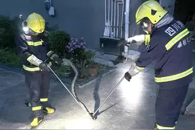 四川攀枝花今年抓蛇警情已达346起，当地储备3种抗蛇毒血清图片