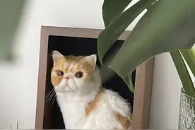 宠物经济新形态：用仿真毛毡、手绘“留住”爱宠，有从业者称订单已排到明年图片