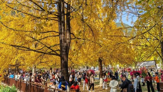 致游客｜错峰出游更舒心！南雄帽子峰的“金秋童话”，仍在为您驻留！