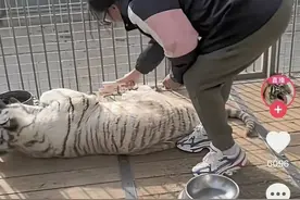 “狼见了都发抖”的东北虎女饲养员火了!坦言：打赏都给动物改善伙食图片