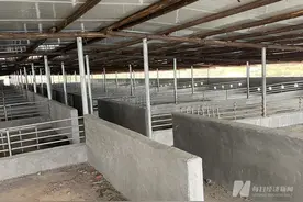 农村规模化养猪的“腰部群体”：“公司化运营”成趋势 扩张难点是猪场选地图片