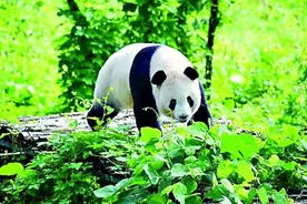 你好！国宝大熊猫图片