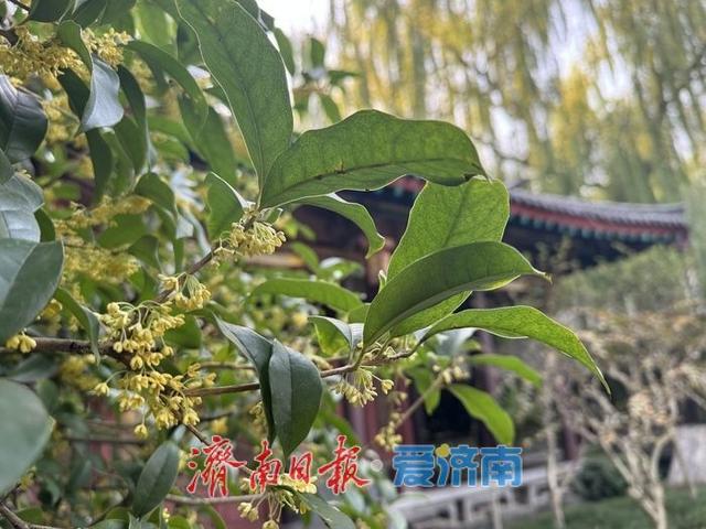 一年四季 泉在济南 | 桂花飘香 沁人心脾