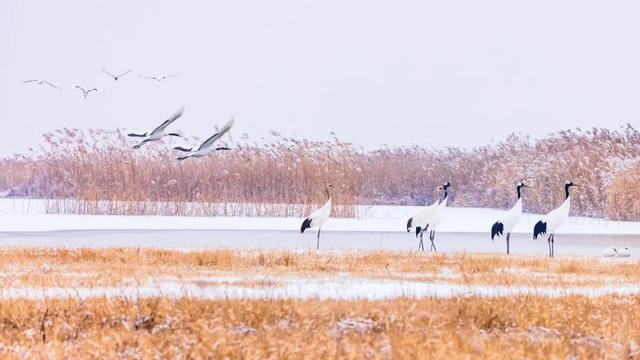 新年第一天，国家级媒体报道盘锦雪落湿地美景