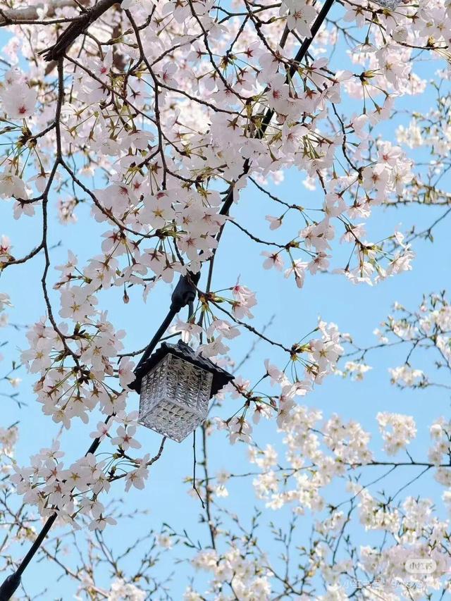 想把临沂的春天打包送给你，临沂最全赏花攻略来了