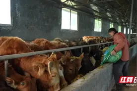 “变废为宝” 秸秆综合化利用助力“牛羊”经济图片