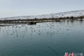 红嘴鸥飞抵嘉峪关图片
