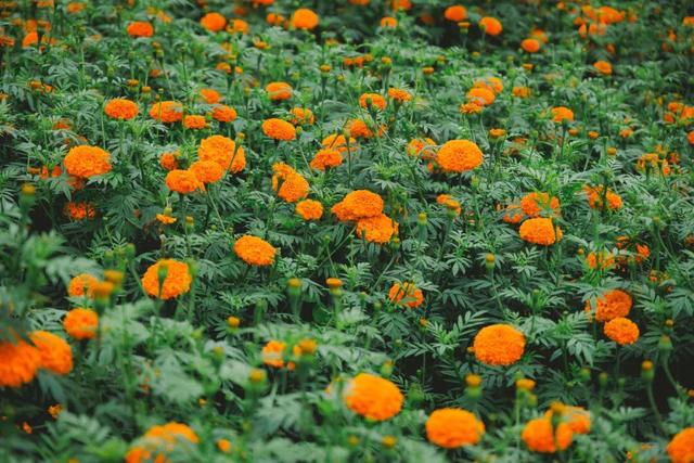 最佳赏花期至10月初 腾冲明光鸦乌山千亩花海等你来