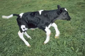 为什么牛犊生下来就会跑？图片