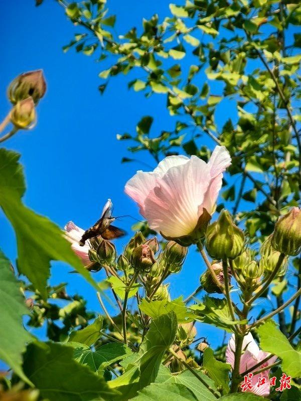 花色一日三变，武汉73座公园可赏木芙蓉