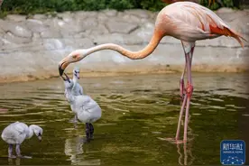 黑龙江齐齐哈尔：火烈鸟“添丁”图片