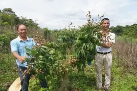 广东高校整新活，龙眼荔枝“生娃”了！图片