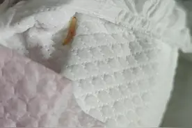 惊！知名品牌尿不湿被曝出现​活虫！很多宝宝都在用图片