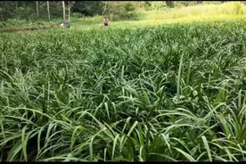 江西安远龙布镇：产业发展奔新路“石菖蒲”变身增收致富草图片